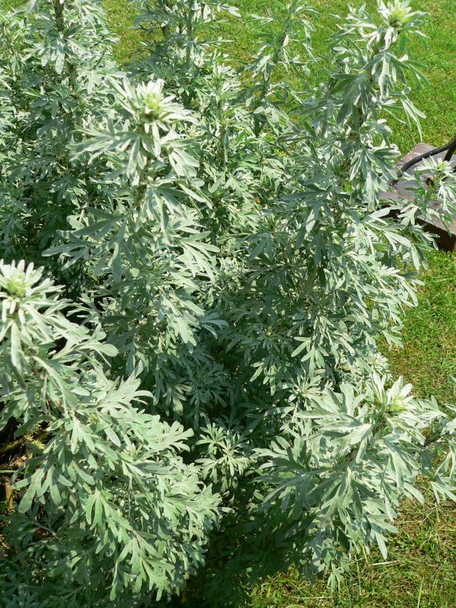 تصویر افسنطین Artemisia absinthium 3